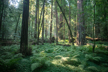 The California Coastal Redwood Forest on the Avenue of the Giants with Light Filtering Through the Canopy and Green Ferns on the Forest Floor Growing along the Foot Trail