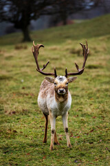 Solitary Deer in Knole Park near Sevenoaks in Kent, England