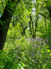 Flandrau State Park in New Ulm, Minnesota. 1,000 acres of grasslands, marshes, and wooded areas along the Big Cottonwood River. Hesperis matronalis (Dame's Rocket) bright green foliage along trails.