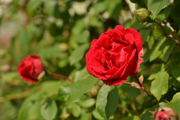 Red rose flower blooms in summer