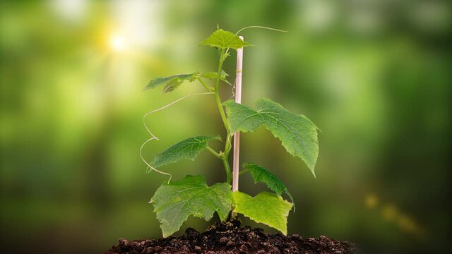 Young cucumber plants germinate under the sun, time lapse, alpha channel