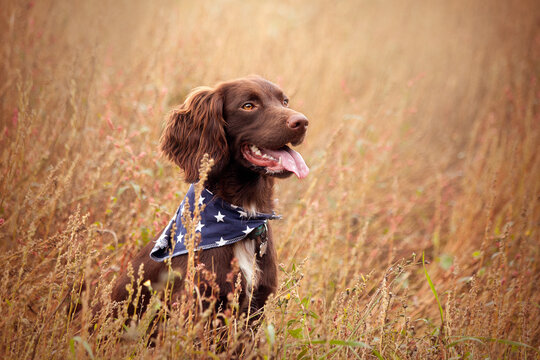 Sprocker Springer Cocker Spaniel Cross Brown Dog In Sunflowers