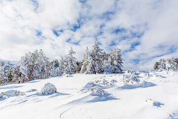 Beautiful Winter Snowy  Mountain Landscape from Bulgaria ,Vitosha  Mountain