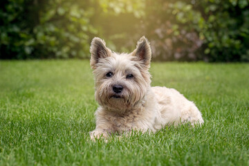 Cairn terrier Dog In Garden - obrazy, fototapety, plakaty