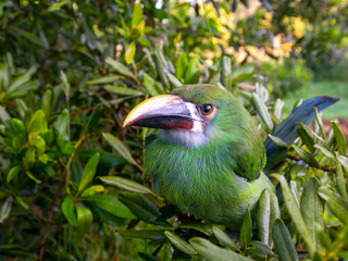 Wide angle photography of a young white-throated toucanet perched in a tree, captured in a forest near the colonial town of Villa de Leyva in central Colombia.