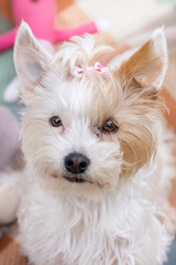 White and Tan Yorkie Yorkshire Terrier Dog