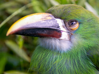 Macro photography of the head of a young white-throated toucanet perched in a tree, captured in a forest near the colonial town of Villa de Leyva in central Colombia.