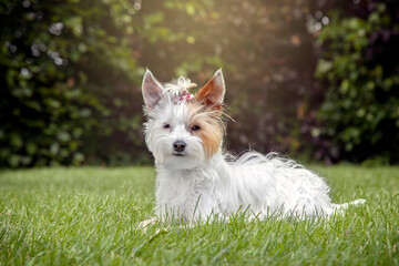 White and Tan Yorkie Yorkshire Terrier Dog In Garden