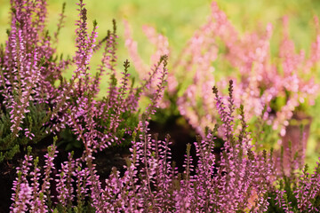 Heather shrubs with beautiful flowers outdoors on spring day