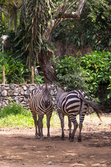 Fototapeta na wymiar A couple of zebras in a park in the city of Cali in the southwest Andes of Colombia.