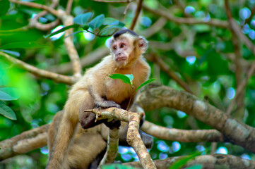 Robust capuchin monkey over green forest background