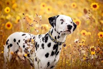 Dalmatian Dog In Yellow Flowers Sunflowers