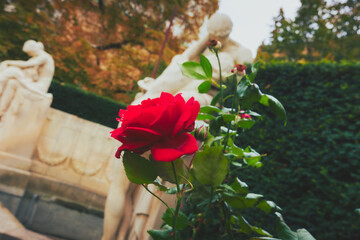 Red rose, white sculpture 