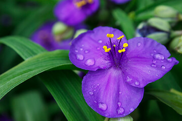 blue-violet flower of tradescantia ogai with drops after rain blooming on a green bush of a plant....