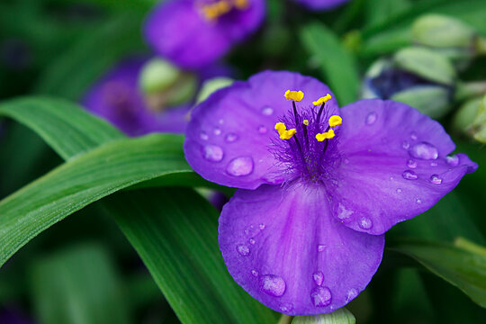 blue-violet flower of tradescantia ogai with drops after rain blooming on a green bush of a plant. Vertical photography	
Gardening, plantations and farms.