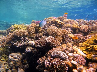 Naklejka na ściany i meble red sea coral reef at blue hole Egypt