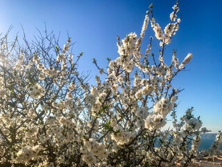 Blossoming cherry tree