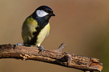 Fototapeta premium Kohlmeise auf einem Ast