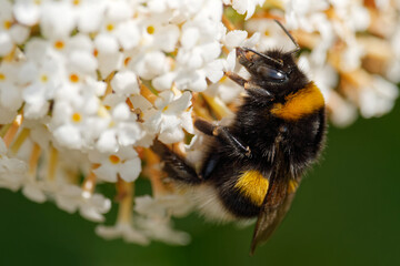 Dunkle Erdhummel an einem weissen Sommerflieder