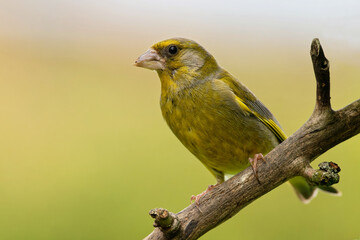 Gr&uuml;nfink im Garten