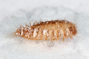 Pupa of Khapra beetle Trogoderma granarium Dermestidae family pest of stored grain