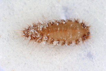 Pupa of Khapra beetle Trogoderma granarium Dermestidae family pest of stored grain