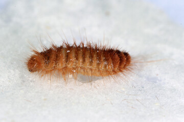 Larva of Khapra beetle Trogoderma granarium Dermestidae family pest of stored grain