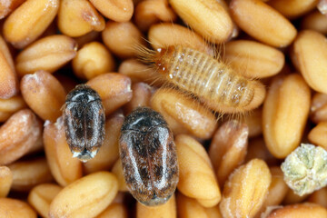 Khapra beetle Trogoderma granarium Dermestidae family pest of stored grain. Beetles and larvae on seeds. - obrazy, fototapety, plakaty