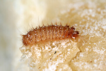 Larva of Khapra beetle Trogoderma granarium Dermestidae family pest of stored grain