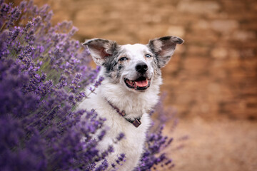 Blue Merle Border Collie Dog in Purple Lavender Flowers