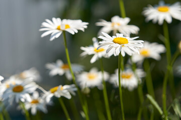 Fototapeta premium Large white daisies on a natural gray-green background. Selective focus.