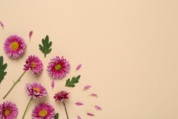 Beautiful chrysanthemums with leaves on beige background, flat lay. Space for text