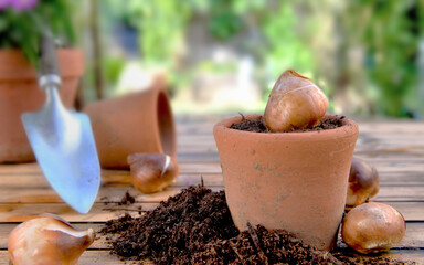 bulb of flowers in a terra cotta  pot among dirt on a wooden garden table