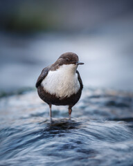 Dipper in Nyfors