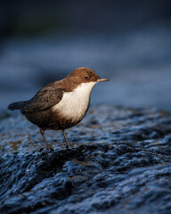 White-throated dipper standing in the stream
