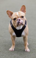 Fototapeta premium 2-Year-Old tan female Frenchie with butterfly splotchy nose with mix of black and pink pigments.