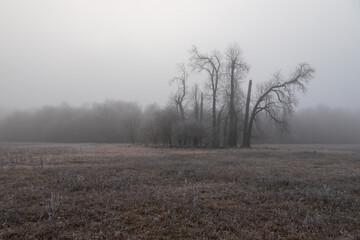 Winter landscape with fog. There are old solitary trees in the meadow.