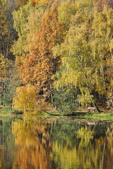 calm autumn park with fallen leaves and pond