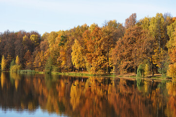 calm autumn park with fallen leaves and pond
