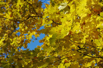 Fototapeta na wymiar autumn landscape - trees in the park with yellow leaves