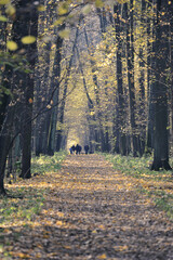 autumn landscape - trees in the park with yellow leaves