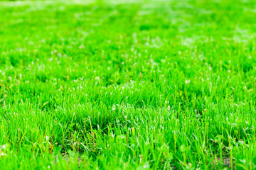 Trimmed lawn on a summer sunny day. Fresh green grass
