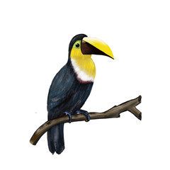 illustration of bright african toucan bird