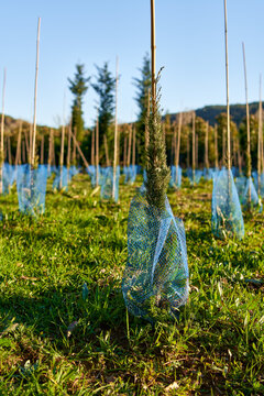 Spruce tree nursery for reforestation.