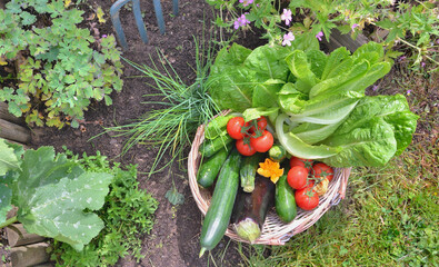 fresh vegetables in a wicker basket in a garden