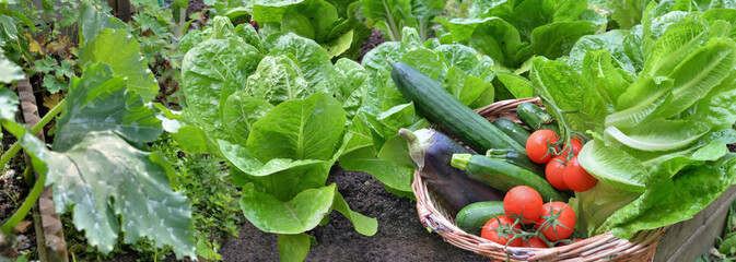 Salatblatt und Zucchinipflanzen mit einem Korb voller frischem Gemüse im Garten
