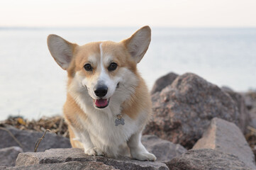 Pembroke Welsh corgi breed dog is a reddish white color