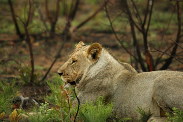 The Lioness (Panthera leo) lying in the bush with green grass around.