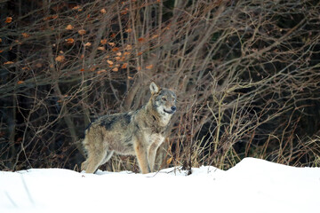 The grey wolf or gray wolf (Canis lupus) emerges from the forest in heavy snowfall. A large Carpathian wolves rises on a meadow. European wolf in winte