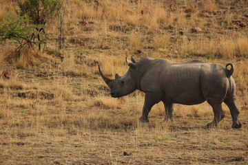 Fototapeta premium A white rhinoceros, rhino, (Ceratotherium simum) staying in grassland with green trees in background in Pilanesberg game reserve.